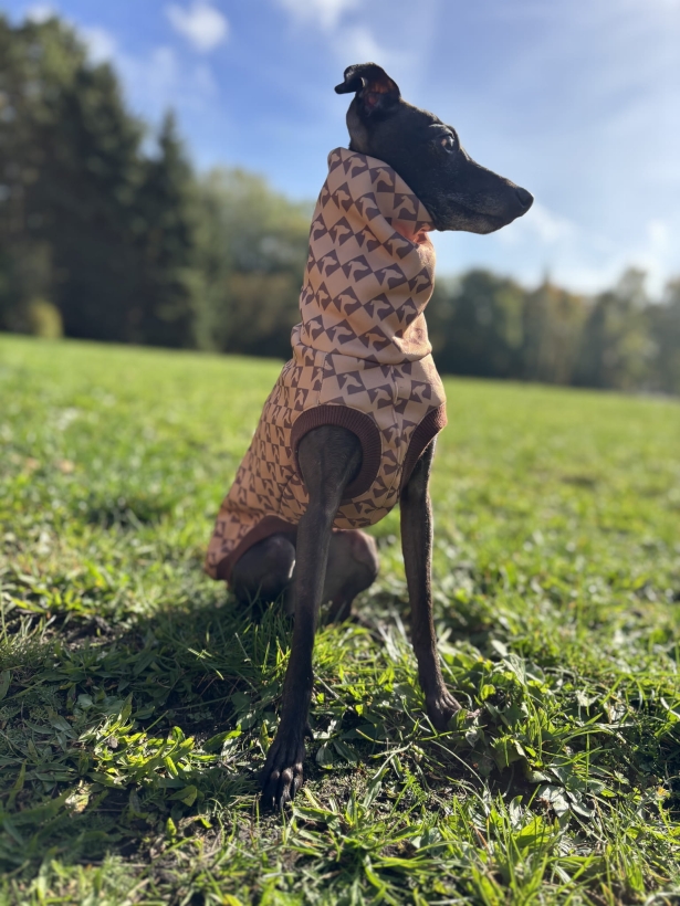 bezrękawnik dla charta, charcik włoski w bezrękawniku softshellowym