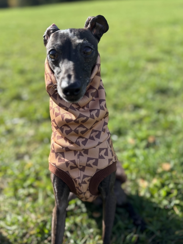 bezrękawnik dla charta, charcik włoski w bezrękawniku softshellowym