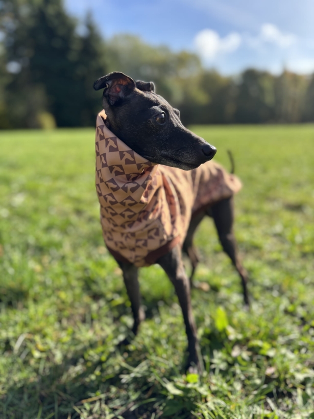 bezrękawnik dla charta, charcik włoski w bezrękawniku softshellowym