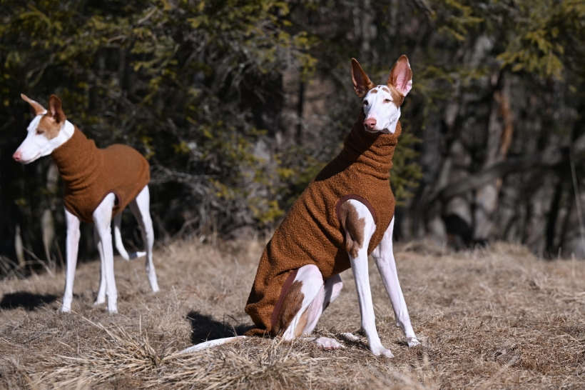 charty z ibizy (Podenco) w  brązowym bezrekawniku z boucle