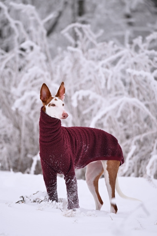 podenco w bluzie z boucle na tle pieknej zimy