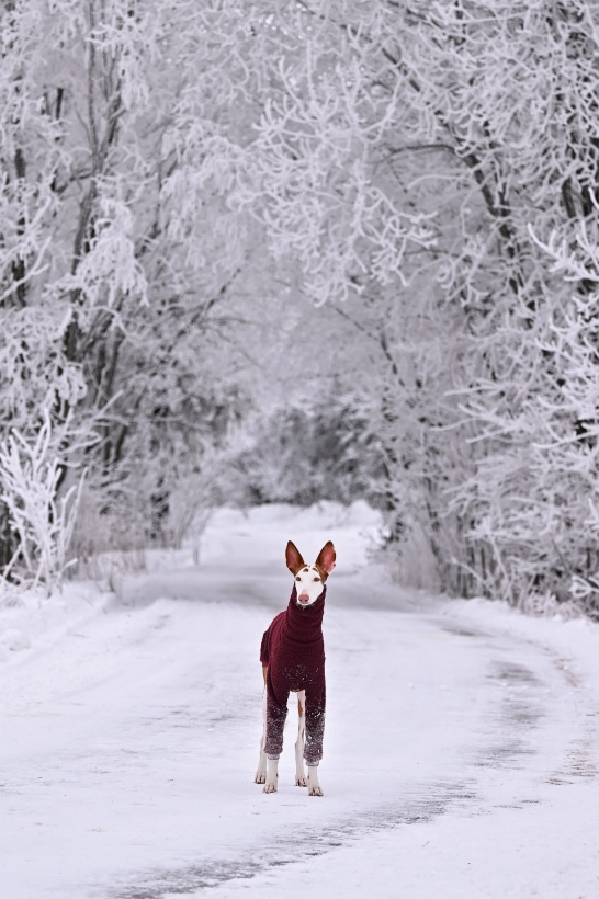 podenco w bluzie z boucle na tle pieknej zimy