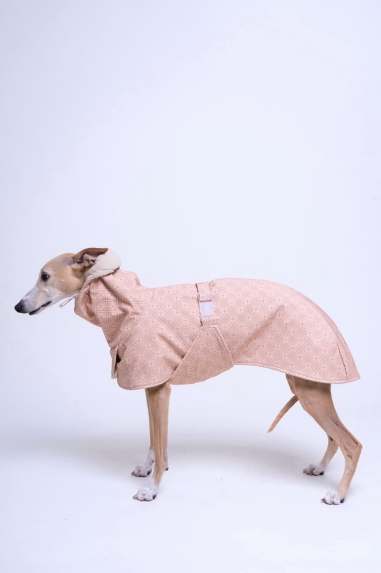 płaszcz zimowy dla charta w stylu angielskim, w kolorze chałwowym z wysokim i ciepłym kapturem, na zdjeciu whippet w tym płaszczu