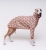 Bluza dla charta, whippet, retro wzór