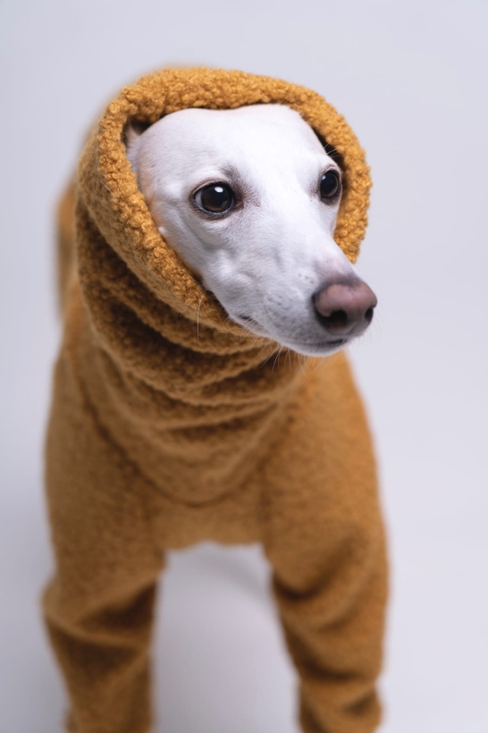 kombinezon jednoczęściowy boucle dla whippeta pomerdane