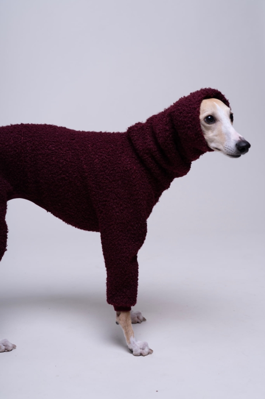 kombinezon jednoczęściowy boucle dla whippeta pomerdane