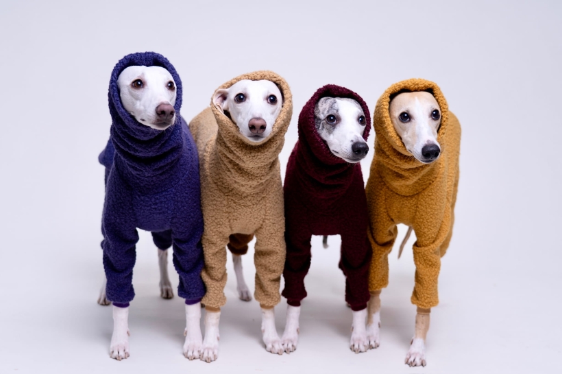 kombinezon jednoczęściowy boucle dla whippeta pomerdane