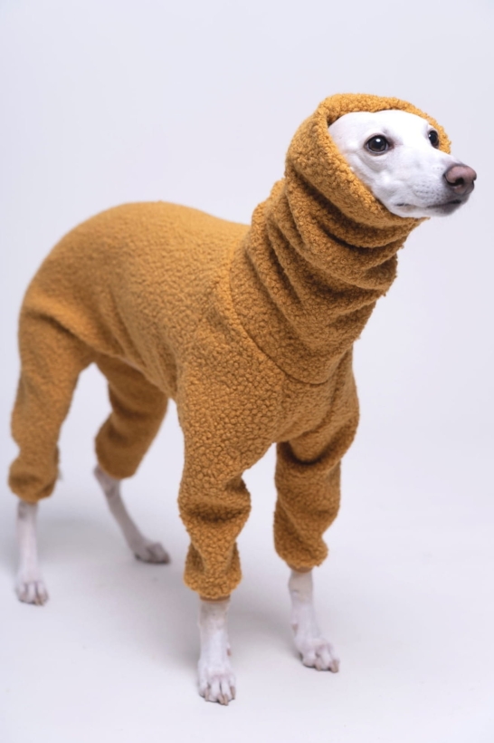 kombinezon jednoczęściowy boucle dla whippeta pomerdane