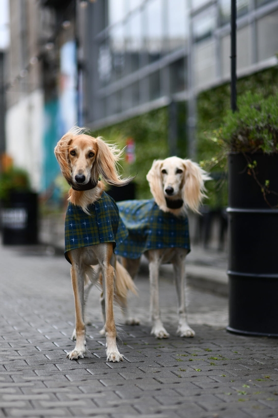 derka dla charta saluki