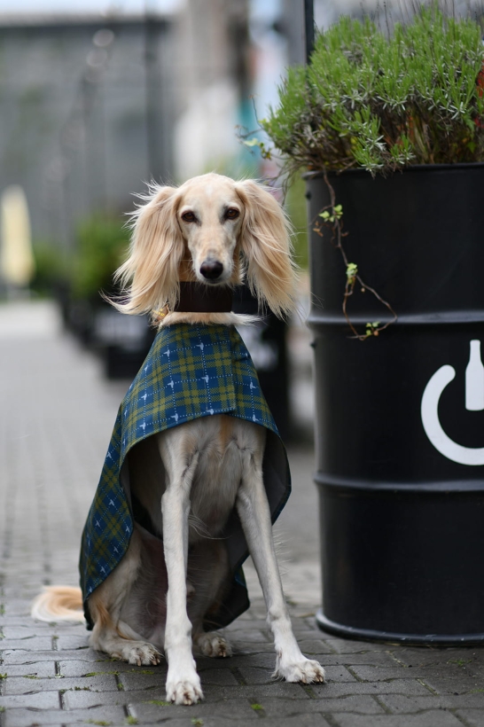 derka dla charta saluki