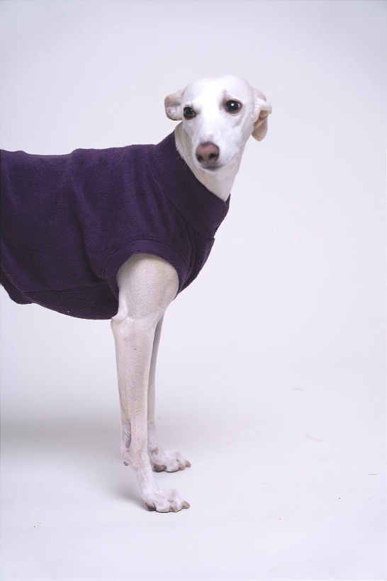 na zdjęciu kremowy chart whippet w fioletowym topie polarowym
