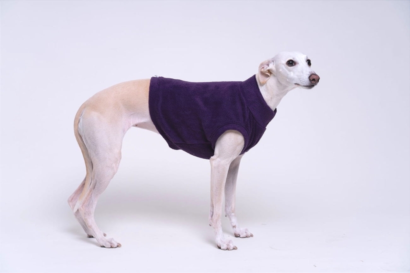 na zdjęciu kremowy chart whippet w fioletowym topie polarowym pomerdane