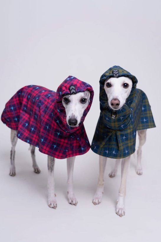 płaszcz softshellowy dla charta, na zdjęciu dwa whippety w różowym i turkusowym płaszczu