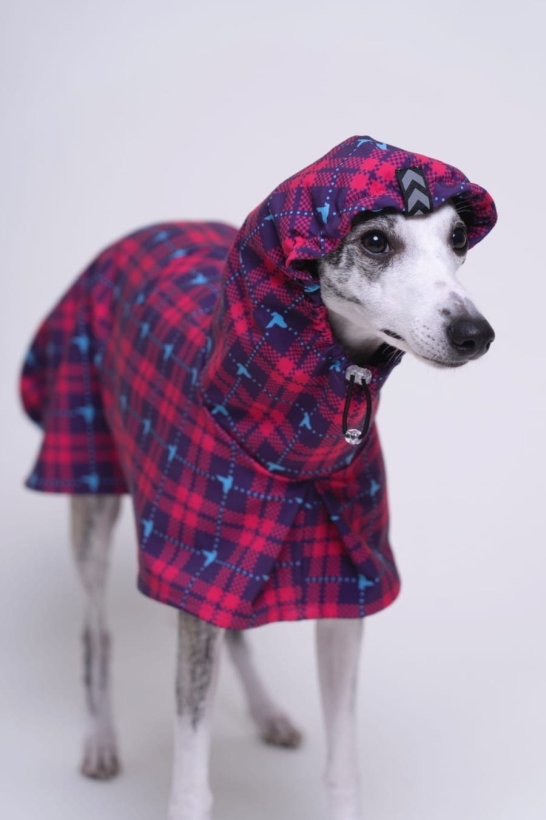 płaszcz softshellowy wodoodporny , whippet w rózowym płaszczu w krate , z kapturem na głowie