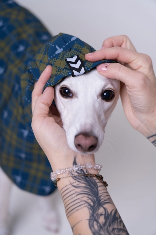 płaszcz softshellowy wodoodporny , whippet w turkusowym płaszczu w krate , z kapturem na głowie