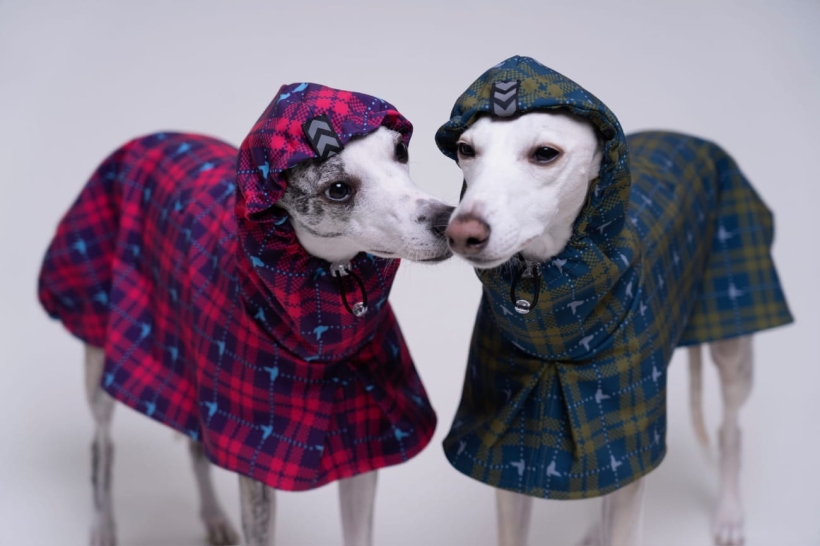 płaszcz softshellowy dla charta, na zdjęciu dwa whippety w różowym i turkusowym płaszczu