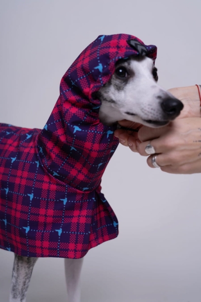 płaszcz softshellowy wodoodporny , whippet w rózowym płaszczu w krate , z kapturem na głowie