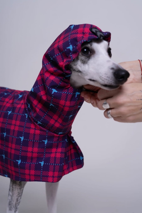 płaszcz softshellowy wodoodporny , whippet w rózowym płaszczu w krate , z kapturem na głowie