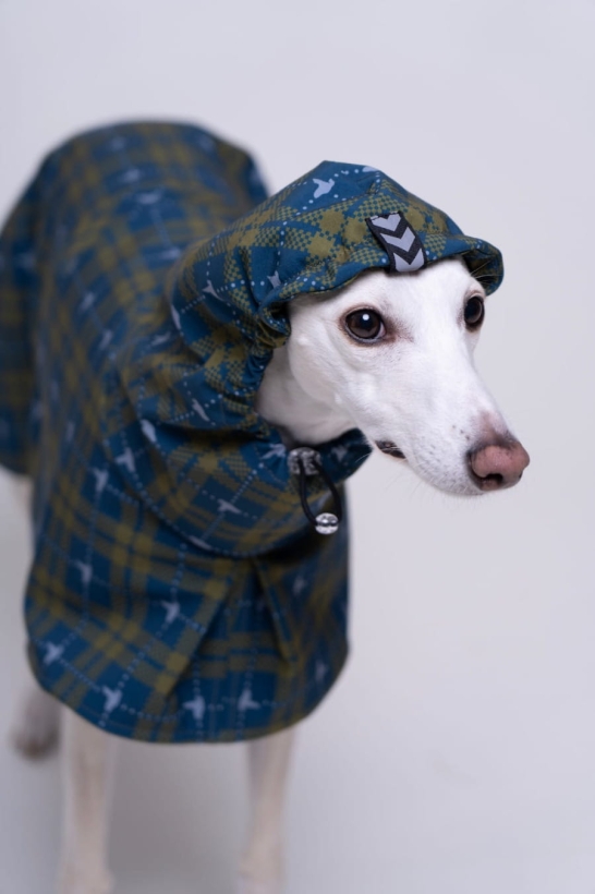 płaszcz softshellowy wodoodporny , whippet w turkusowym płaszczu w krate , z kapturem na głowie