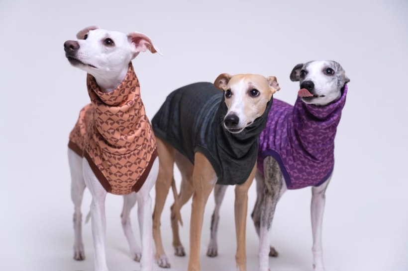 bezrękawnik sportowy dla charta, na zdjęciu trzy whippety w bezrękawnikach w trzech kolorach pomerdane
