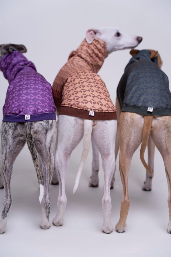 bezrękawnik sportowy dla charta, na zdjęciu trzy whippety w bezrękawnikach w trzech kolorach pomerdane, stojące tyłem