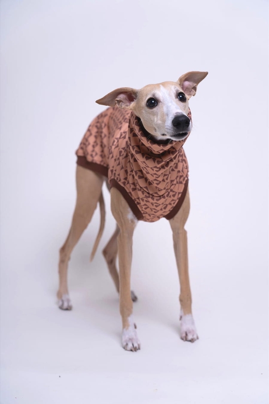 bezrękawnik sportowy dla charta , na zdjęciu whippet w brązowym bezrękawniku