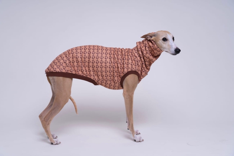 bezrękawnik sportowy dla charta , na zdjęciu whippet w brązowym bezrękawniku