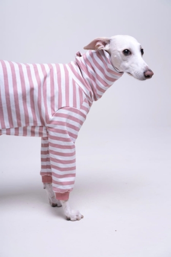 bluza bawełniana dla charta  w paski lososiowe