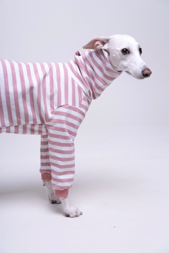 bluza bawełniana dla charta  w paski lososiowe