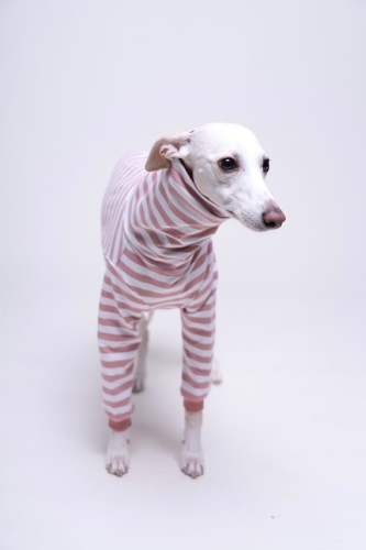 bluza bawełniana dla charta  w paski łososiowe