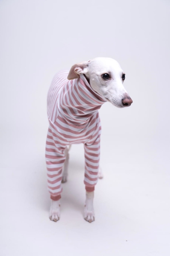 bluza bawełniana dla charta  w paski łososiowe