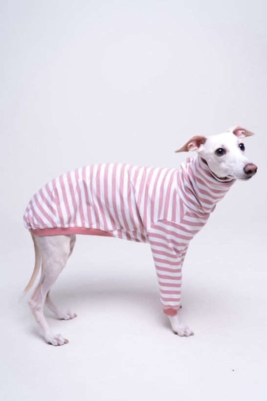 bluza bawełniana dla charta  w paski łososiowe