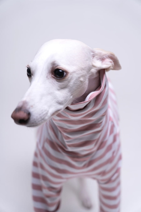 bluza bawełniana dla charta  w paski łososiowe