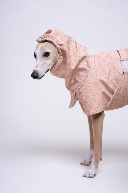 płaszcz zimowy dla charta w stylu angielskim, w kolorze chałwowym z wysokim i ciepłym kapturem, na zdjeciu whippet w tym płaszczu
