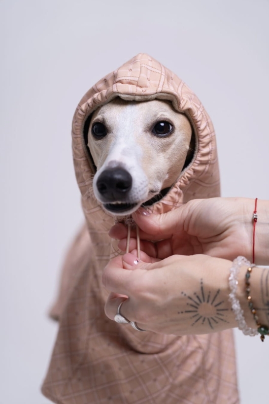 płaszcz zimowy dla charta w stylu angielskim, w kolorze chałwowym z wysokim i ciepłym kapturem, na zdjeciu whippet w tym płaszczu