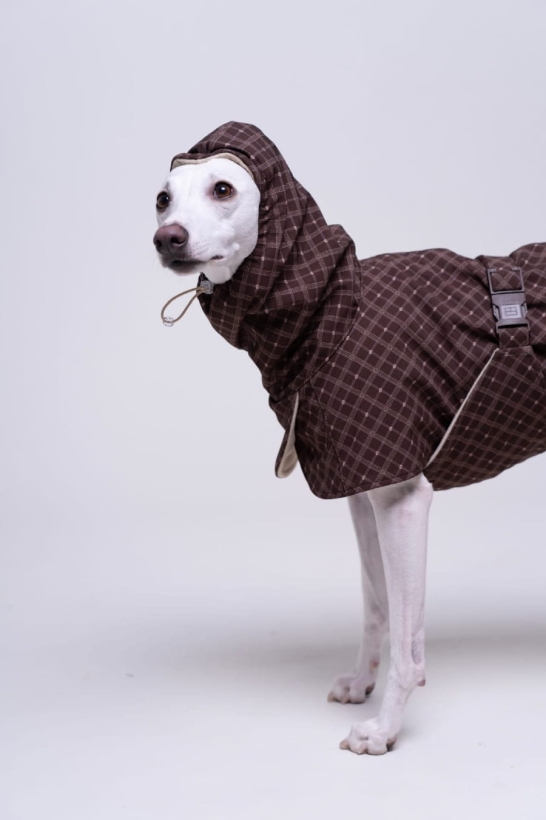 płaszcz zimowy ocieplany dla charta w stylu angielskim, w kolorze czekoladowym z wysokim i ciepłym kapturem, na zdjeciu whippet w tym płaszczu