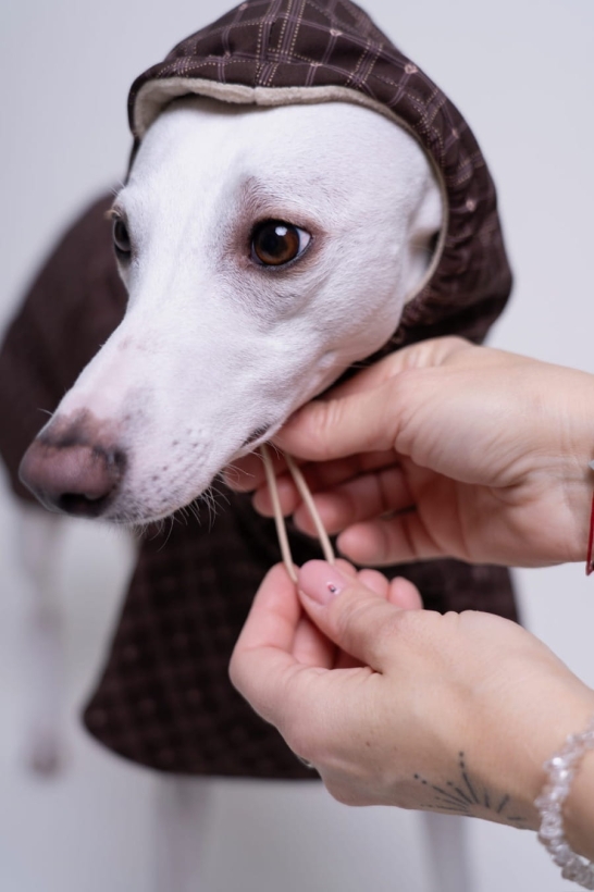 płaszcz zimowy ocieplany dla charta w stylu angielskim, w kolorze czekoladowym z wysokim i ciepłym kapturem, na zdjeciu whippet w tym płaszczu