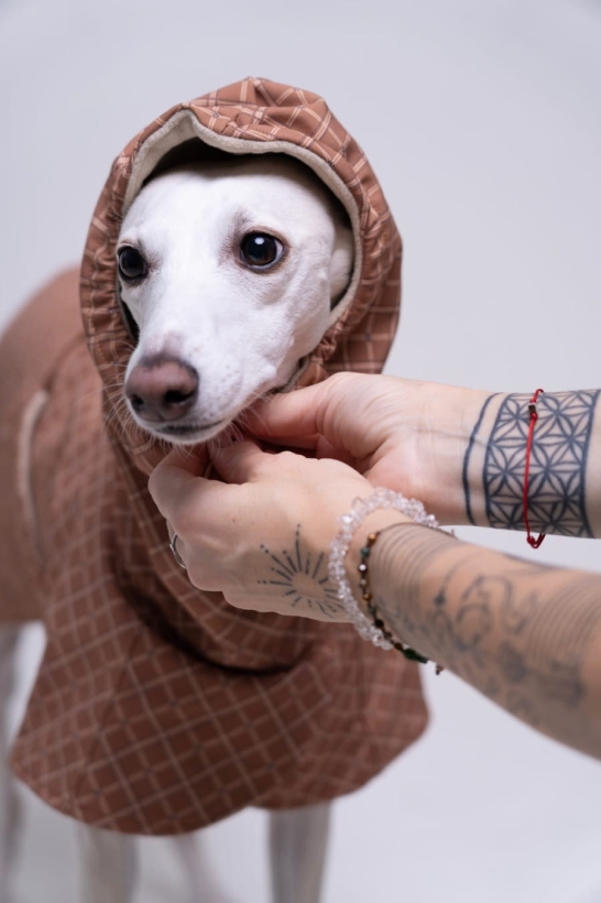 płaszcz zimowy ocieplany dla charta w stylu angielskim, w kolorze czekoladowym z wysokim i ciepłym kapturem, na zdjeciu whippet w tym płaszczu
