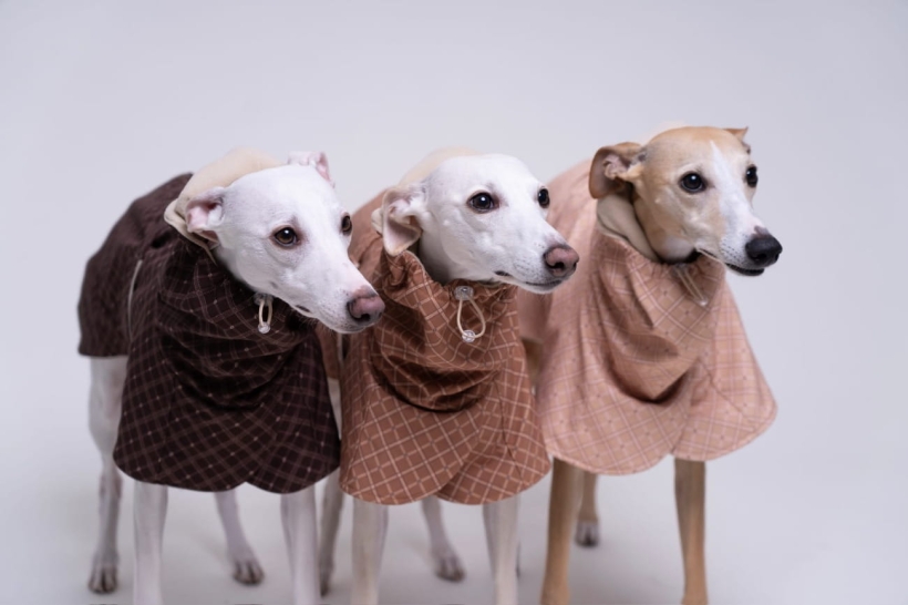 płaszcze zimowe dla charta na zdjęciu trzy whippet w płaszczach zimowych pięknych w kolorach stonowanych czekolada, chałwa, cynamon, w stylu angielskim