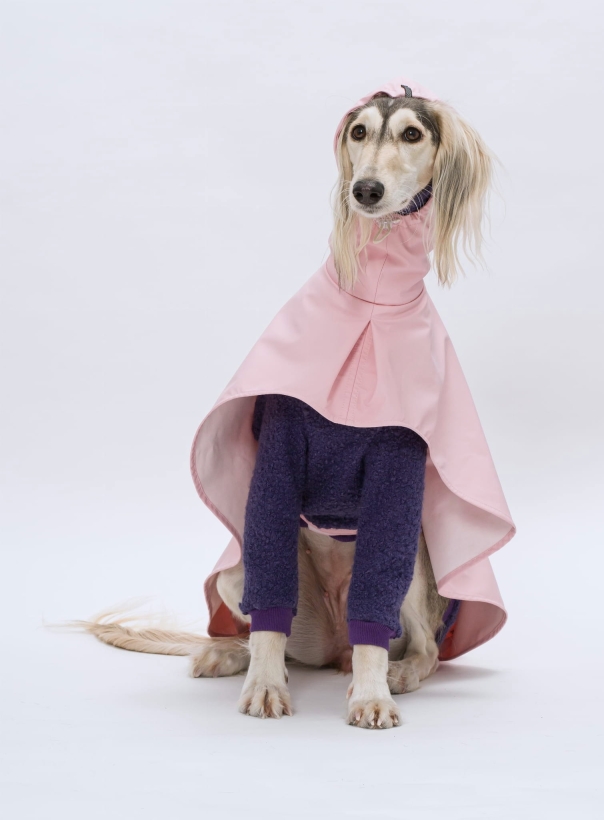 bluza chart saluki, kurtka dla charta sztormiak