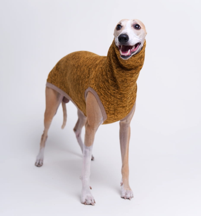 Bezrękawnik dla charta z dzianiny polarowej