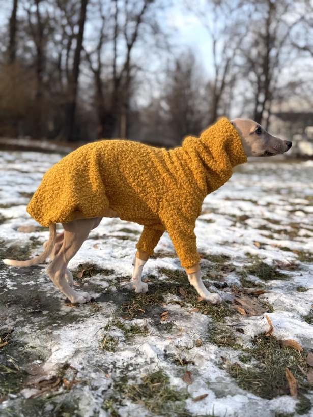 bluza dla szczeniaka whippeta regulowana z boucle miodowa