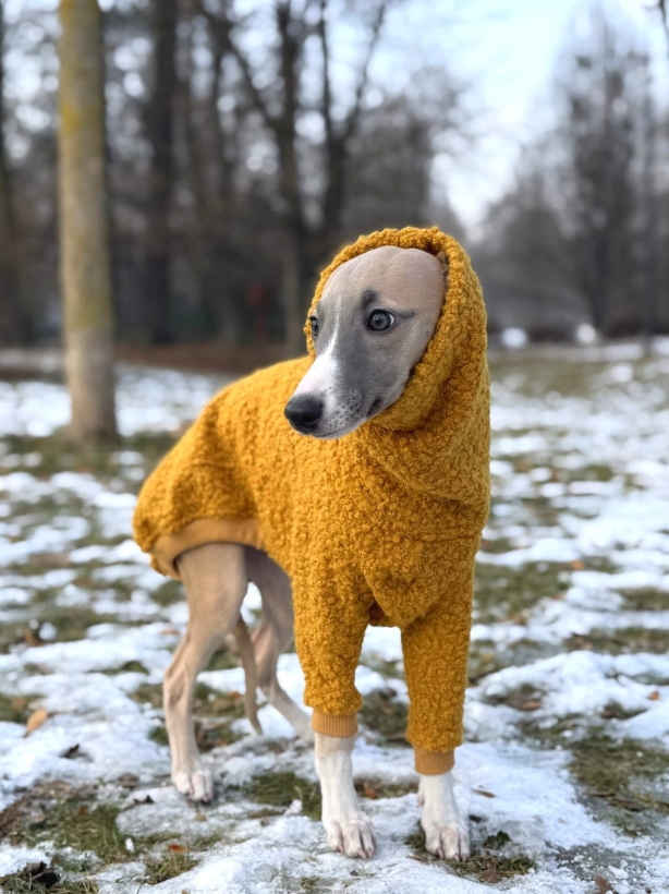 bluza dla szczeniaka whippeta regulowana z boucle miodowa