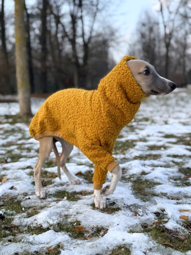 bluza dla szczeniaka whippeta regulowana z boucle miodowa