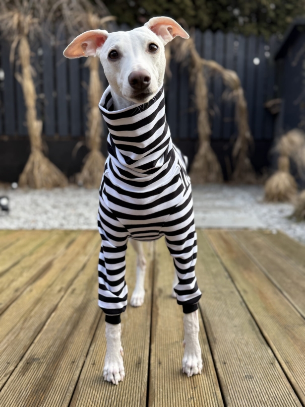 bluza bawełniana dla charta w biało-czarne paski