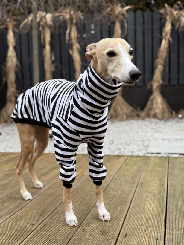 bluza bawełniana dla charta w paski biało-czarne paski