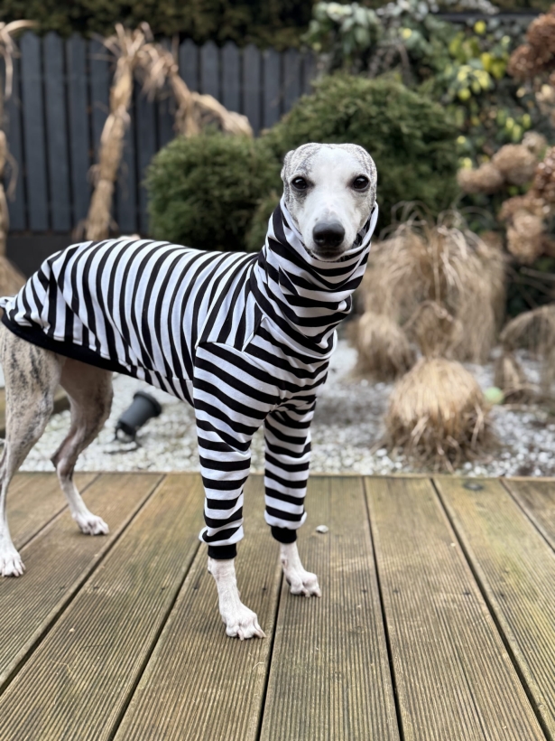 bluza bawełniana dla charta w biało-czarne paski