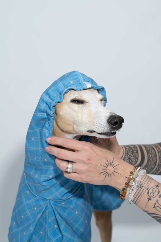 płaszcz softshellowy  dla charta ,niebieski kolekcja  Bloom- Pomerdane , na zdjeciu chart whippet