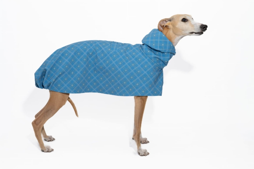 płaszcz softshellowy niebieski Bloom , na zdjeciu chart whippet