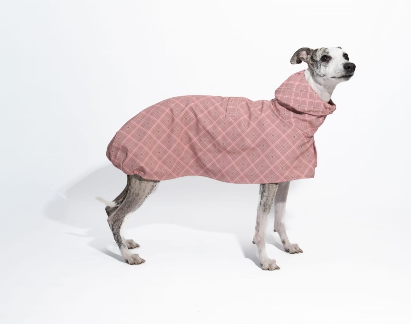 płaszcz softshellowy różowy dla charta kolekcja Bloom- Pomerdane